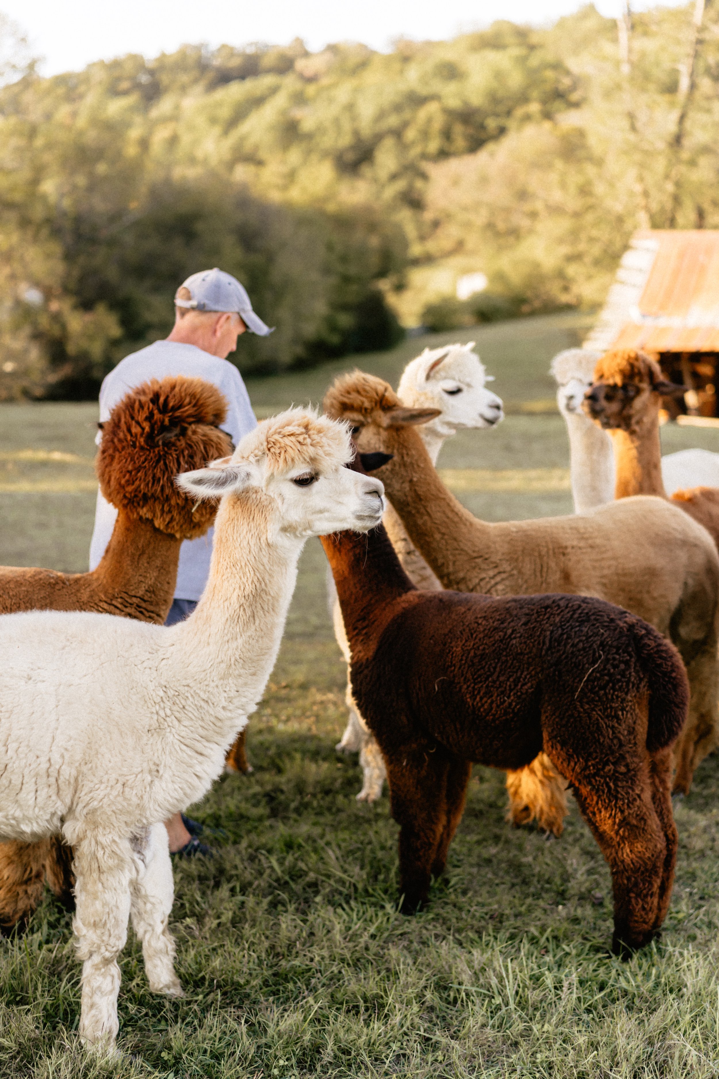 Coleman Valley Alpaca Farm | Things to do in Franklin, TN